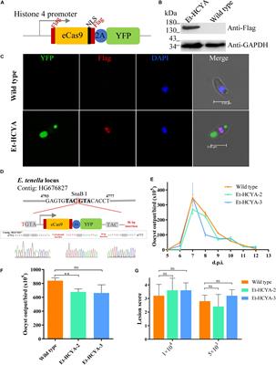 Efficient Single-Gene and Gene Family Editing in the Apicomplexan Parasite Eimeria tenella Using CRISPR-Cas9